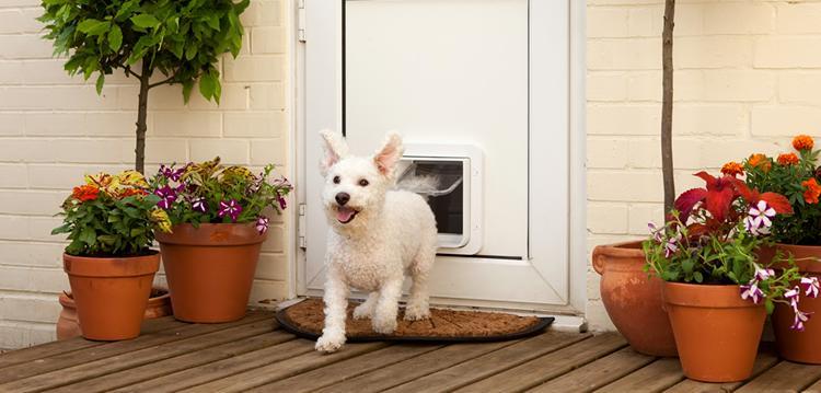 Cat Flap Installers Bovey Tracey